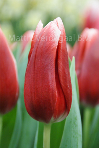 Tulipa Vampire