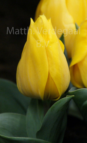 Tulipa Yellow Flair