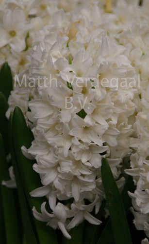 Hyacinthus Avalanche