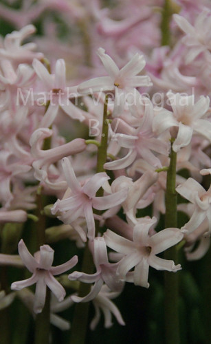 Hyacinthus Roze Anastasia