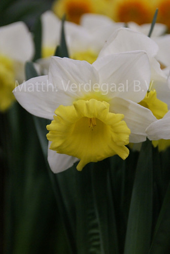 Narcissus Cornish King
