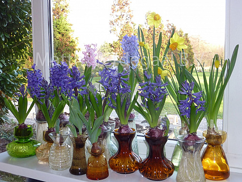 Hyacinthus op glas