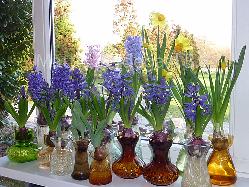 Hyacinthus op glas