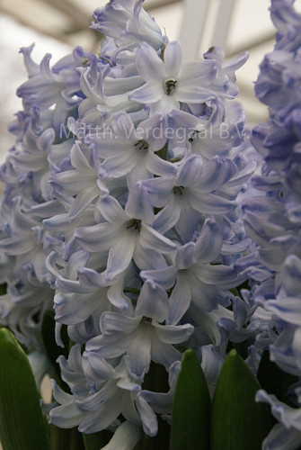 Hyacinthus Blue Eyes