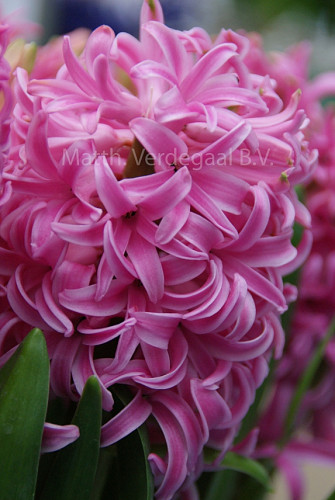 Hyacinthus Pink Pearl