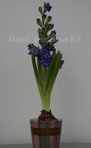 Hyacinthus Twin Pearl Blauw