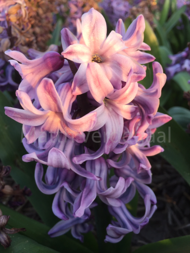 Hyacinthus Violettie Star