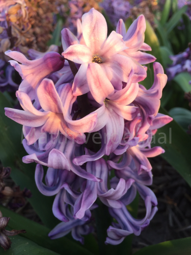 Hyacinthus Violettie Star