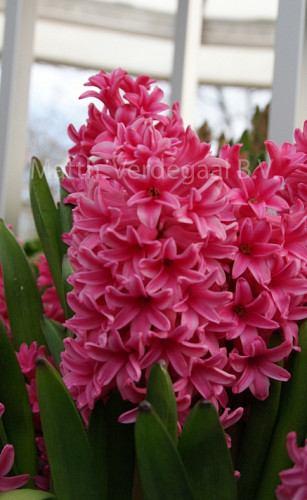 Hyacinthus Sweetheart