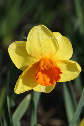 Narcissus Loveday