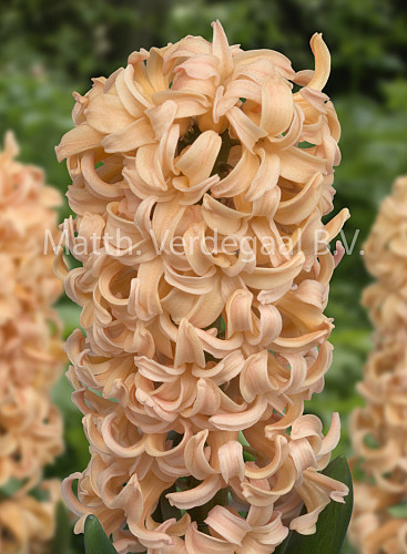 Hyacinthus Firelight