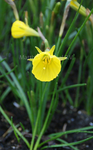 Narcissus Oxford Gold