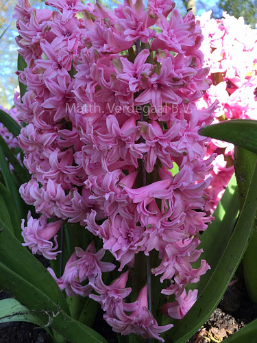 Hyacinthus Rosette