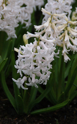 Hyacinthus White Festival