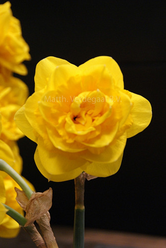 Narcissus Heamoor