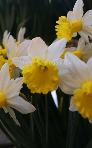 Narcissus Wisley