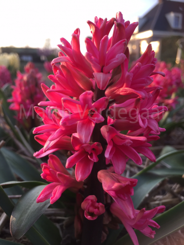 Hyacinthus Red Glory