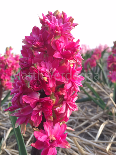 Hyacinthus Red Diamnond