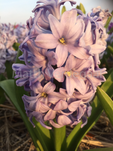 Hyacinthus Sky Planet