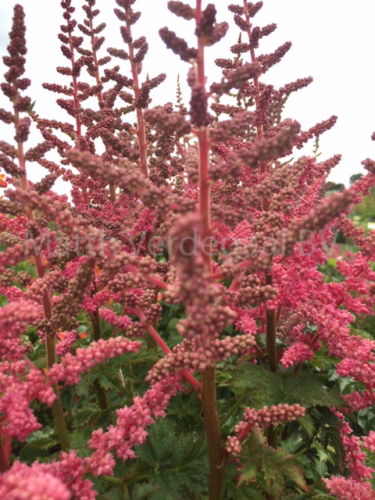 Astilbe Loud and Proud