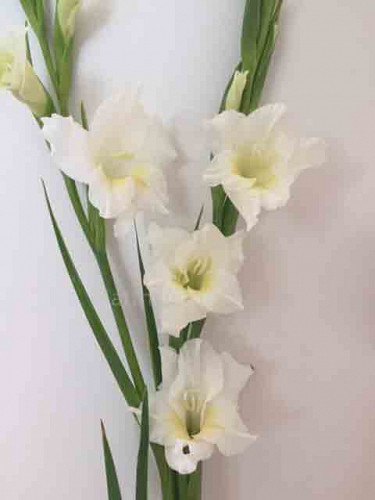 Gladiolus nanus