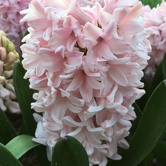Apricot Passion