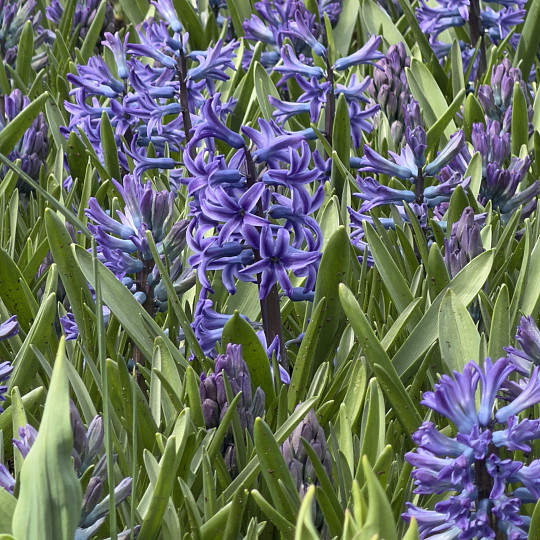 Blue Jacket