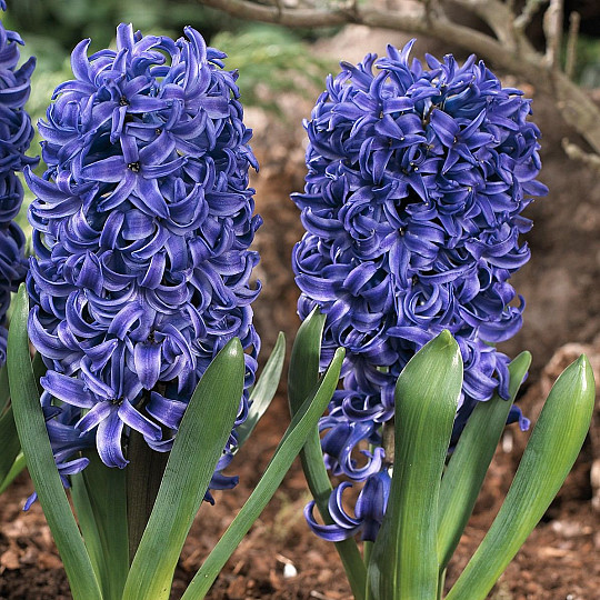 Blue Pearl®