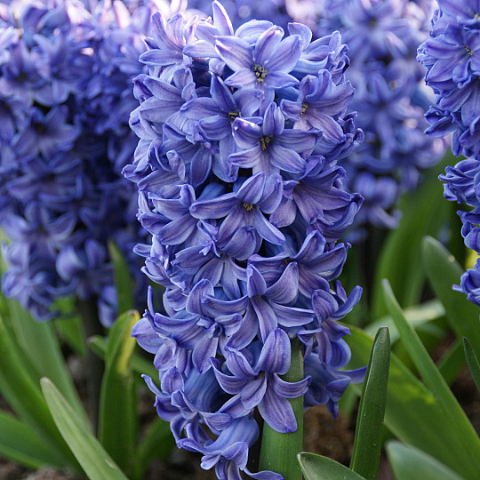 Blue Star