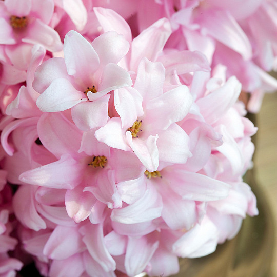 China Pink