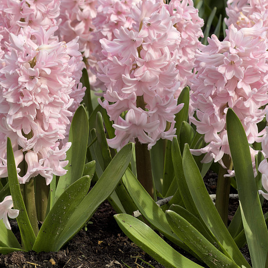 China Pink