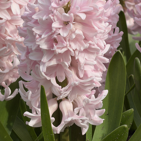 China Pink
