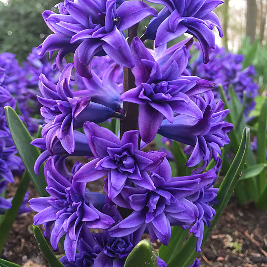 Crystal Palace
