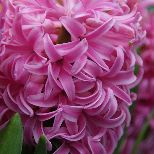 Pink Pearl