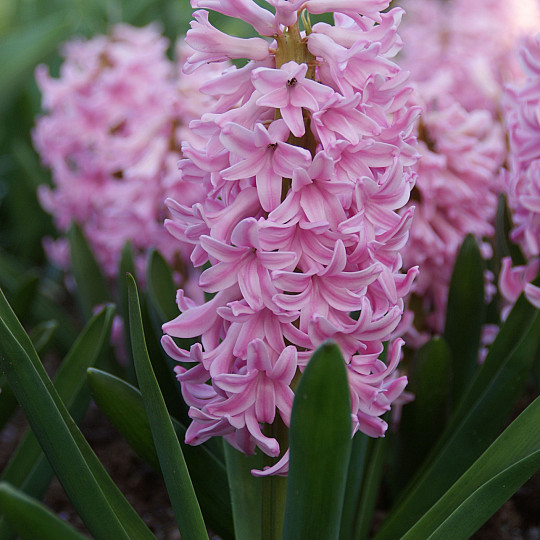 Pink Surprise ®