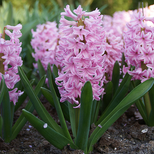 Pink Surprise ®