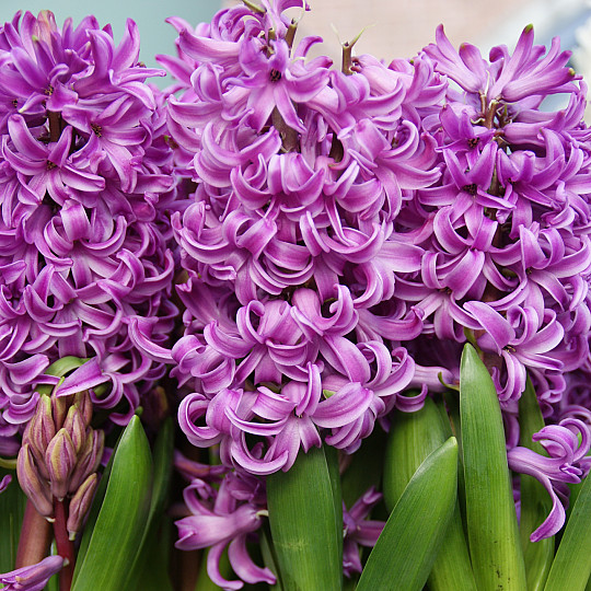 Purple Sensation