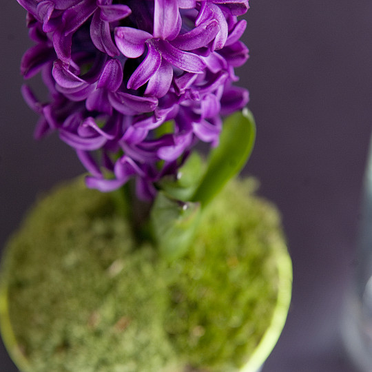 Purple Sensation