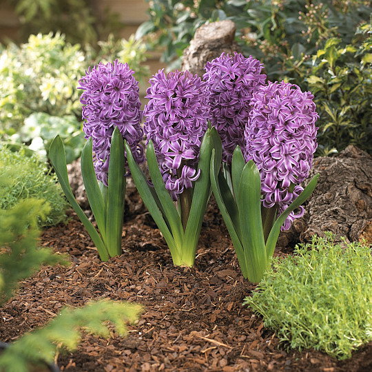 Purple Sensation