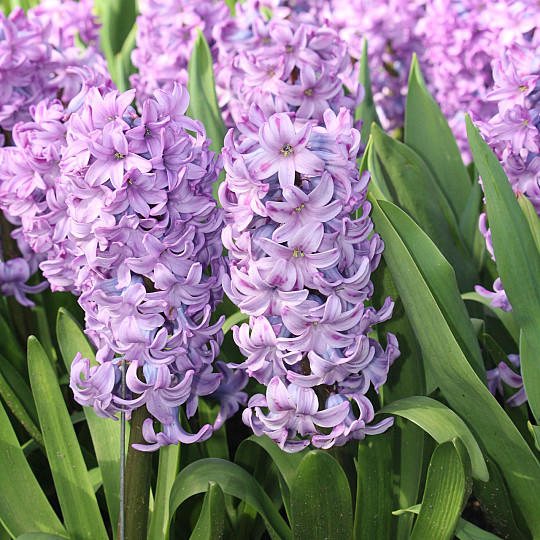 Purple Star ®