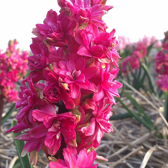 Red Diamond