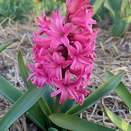 Scarlet Pearl