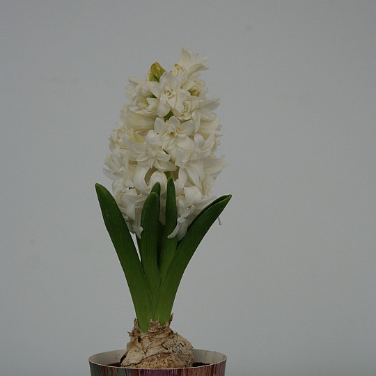 Snow Crystal