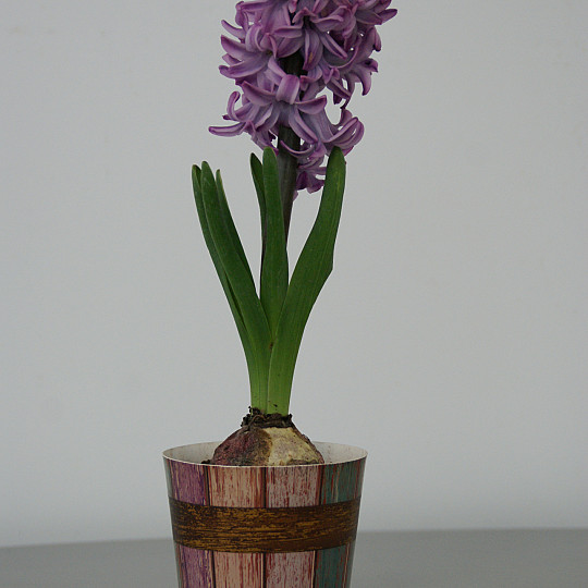 Spl.Cornelia