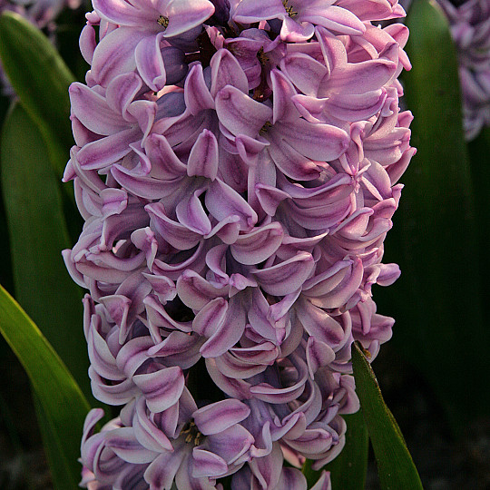 Spl.Cornelia