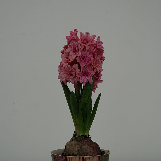 Spring Beauty