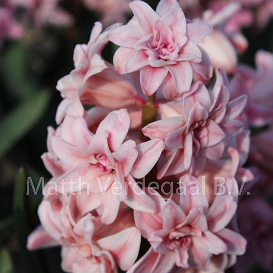 Spring Beauty
