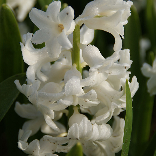 White Pearl