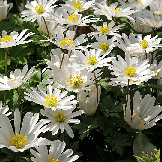 White Splendour