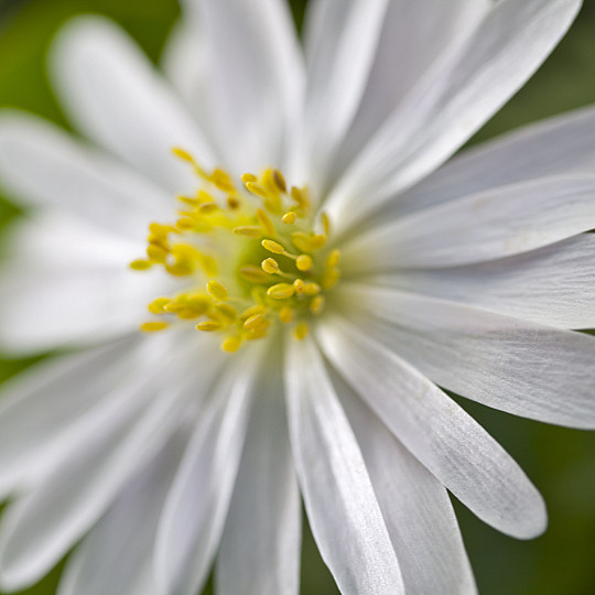White Splendour